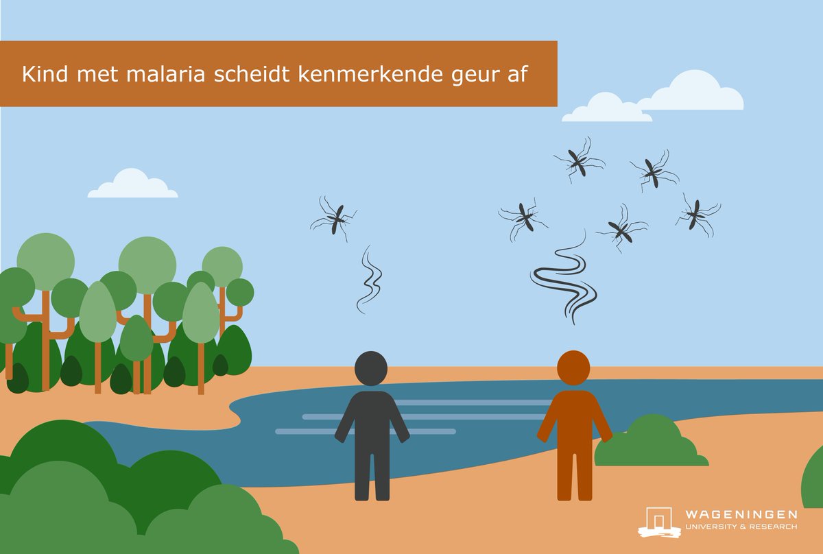 #Malariamug | Kinderen met malaria scheiden specifieke geur af die extra malariamuggen aantrekt. En zo het risico dat deze kinderen opnieuw worden gebeten.. bit.ly/2vj1kae