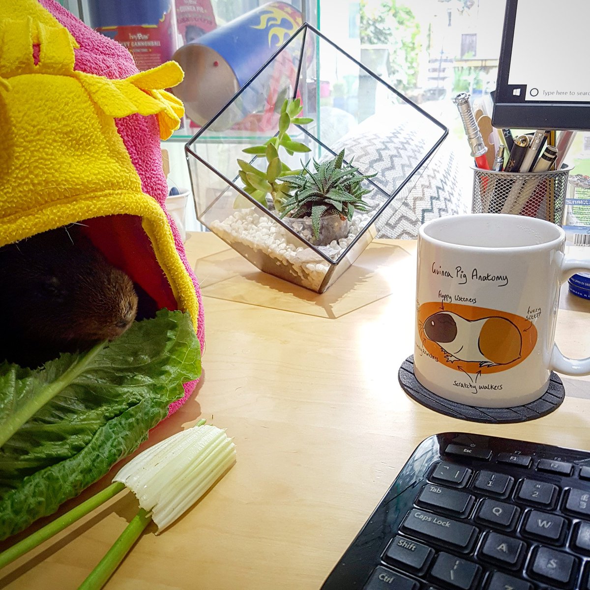 haypigs's tweet photo. After being promoted to CEO (Chief Eating Officer🥕) #NutmegtheGuineaPig joined Pig-dad in the office to oversee his online shopping order... 🤓😋😅🐹🤘❤ #piggypower #goingstraighttothetop🔝 #bringyourpigtoworkday https://t.co/ZTsvPEQBFM