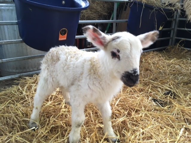 NashMarketing's tweet photo. Evening #WorcestershireHour I’ve not been doing the day job today I’ve been working on my little farm and assisting with lambing. It’s been a very rewarding day. https://t.co/HKWSw8QmH1