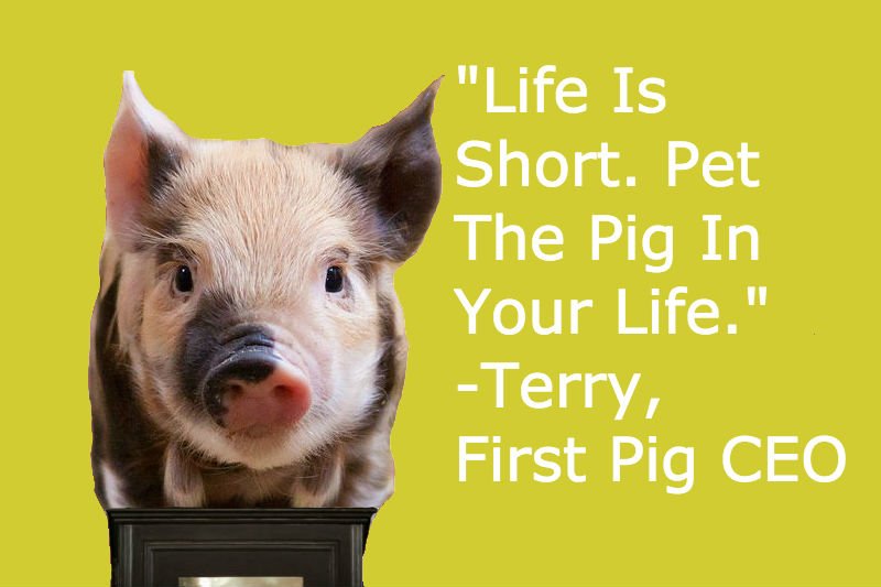 Pig_CEO's tweet photo. If You Do Not Have Time To Hug A Pig. You Need To Slow Down. #Farm #Life #Conference #FarmLifeConference #BarnyardPals #Live #Laugh #Love https://t.co/nace3eJeju