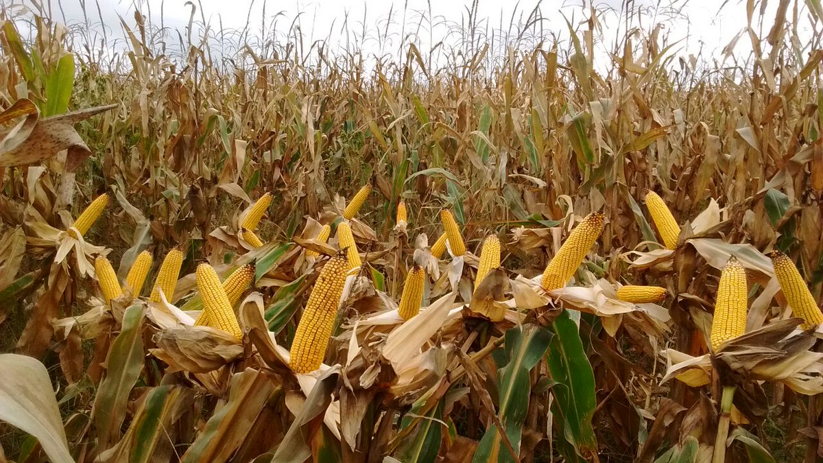 Dealers_Pioneer's tweet photo. #P2005 picando en punta en #GralPueyrredon!! #NuevosHíbridos #Maíz #Sudeste 🌽🌽💪💪✔🔝 https://t.co/VN9aCmr6f0
