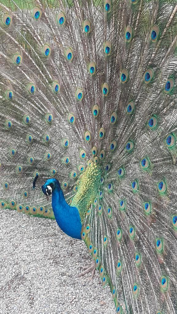 <a href="/JudyCorbett/">Gwydir Castle</a> We finally got round to dropping in for a look around last week having sent dozens your way over the last 2 yrs. What an extraordinary house and grounds. Am now 1/2 way through your biography of the restoration smiling with every page turn. What a fantastic story.