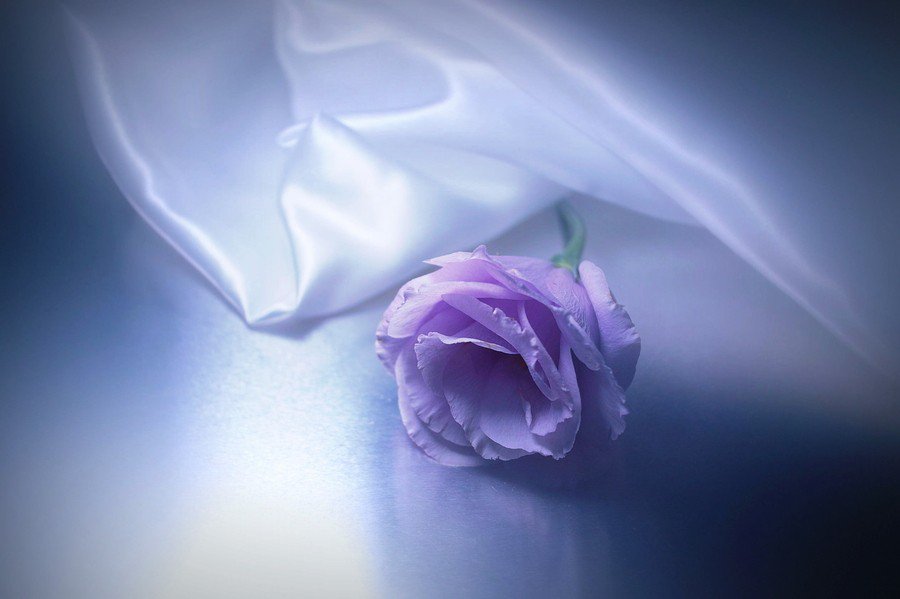 Белые розы фиолетовый. Цветы на сером фоне. Сиреневые розы фон. Фиолетовые розы фон. Нежно сиреневые розы.