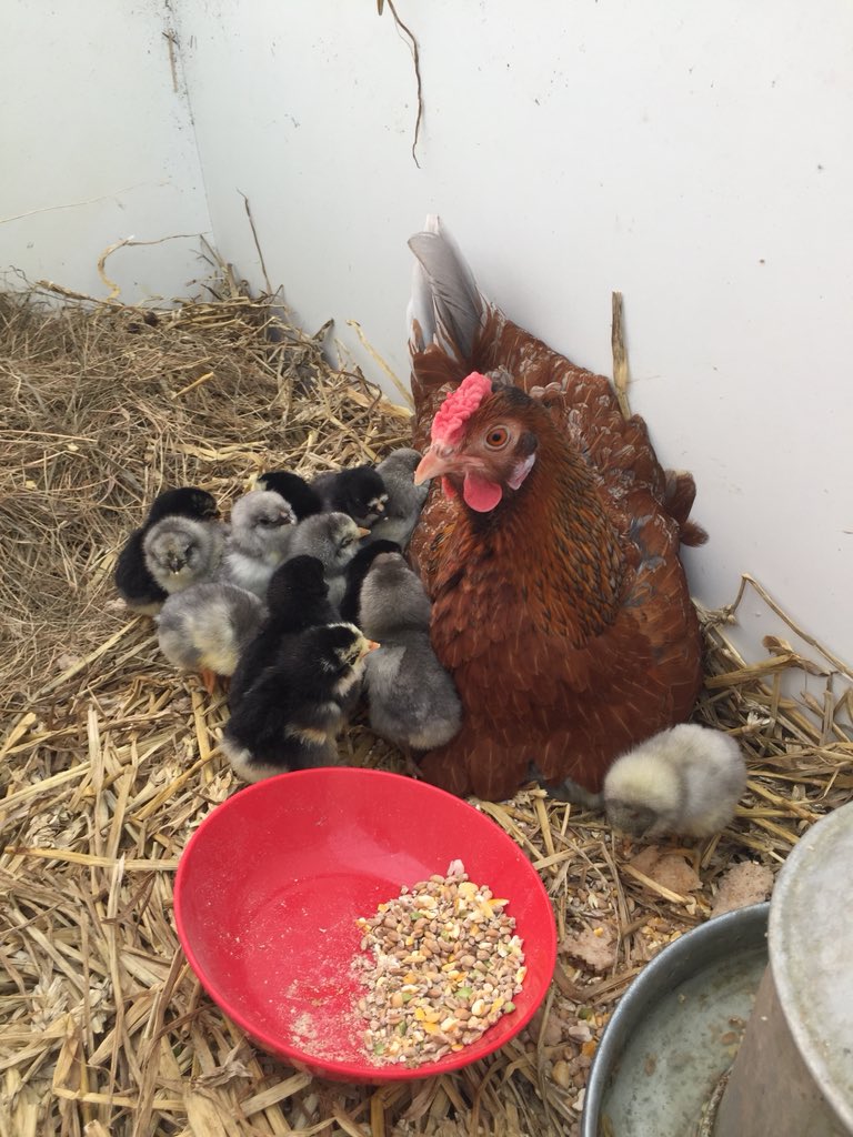 bothy_j's tweet photo. #stressed mummy#toomanybabies https://t.co/6MxbM1tmM1