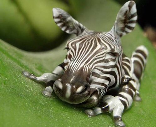 ZebraBolt's tweet image. PSA: This is a wild "Zebrog" in his natural habitat. Not sure who to give credit to, but this animal mash up is awesome! We'll be sharing more of these in the future.

#ZebraBolt #Whatisdatthing #Zebrog