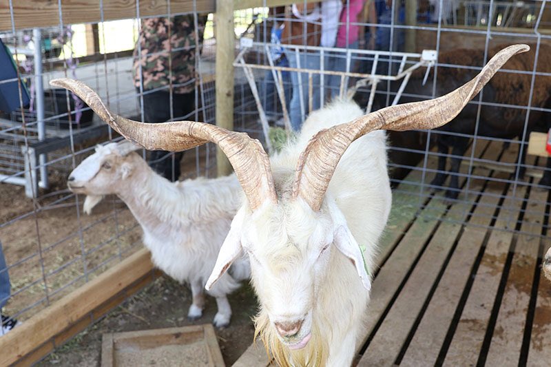 bisbahamas's tweet image. Farming and Fishing industries are on the comeback after several hurricanes‼️🥦🍠🥒🥕🌽🐥🐐 

#BahamasInformationServices #OfficialSource #Farming #Livestock #Students