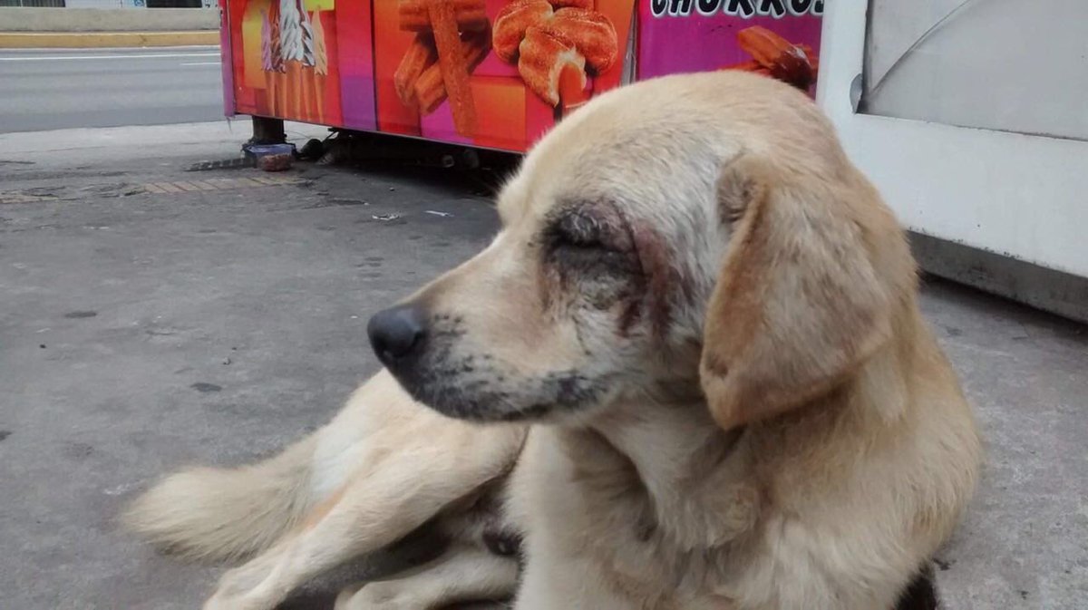 andrssax's tweet image. PESSOAL DE SJC E SP CAPITAL
*PROCURA DE LAR TEMPORÁRIO*
gente esse doguinho esta machucado e passando frio nas ruas de sp. ele precisa de um lar temporário!!! uma moça vai pagar todas as despesas dele com veterinário, mas não tem como abrigar ele :(