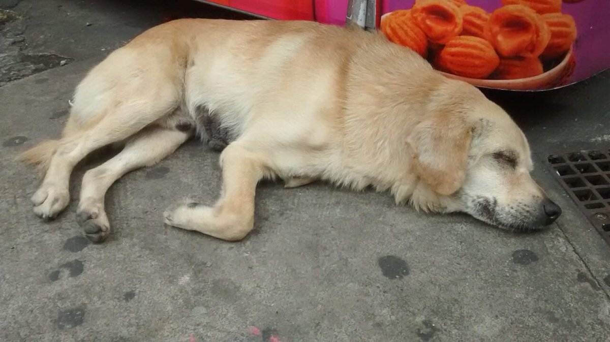 andrssax's tweet image. PESSOAL DE SJC E SP CAPITAL
*PROCURA DE LAR TEMPORÁRIO*
gente esse doguinho esta machucado e passando frio nas ruas de sp. ele precisa de um lar temporário!!! uma moça vai pagar todas as despesas dele com veterinário, mas não tem como abrigar ele :(