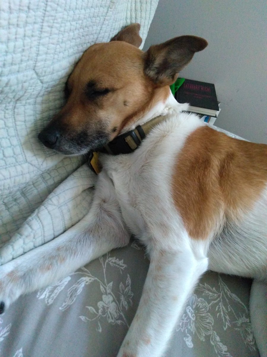 lostribe's tweet photo. Monday snoozing. #Chickapea #wishitwasme https://t.co/K5D0bDvZEd