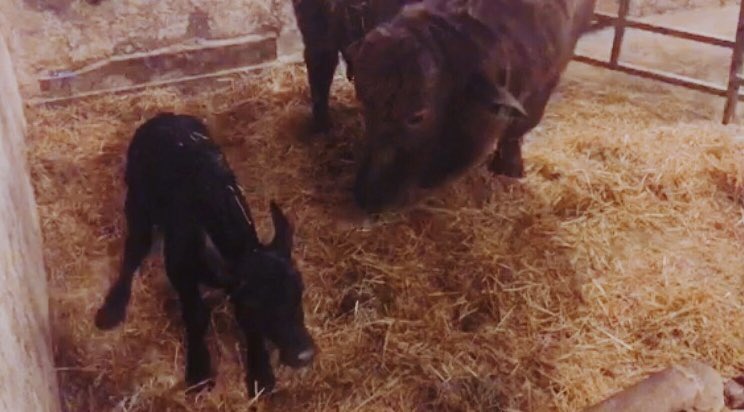GroberNutrition's tweet photo. We’re happy to announce our friends at @OntWaterBuffalo have the first successful IVF embryo transfer buffalo calf in Canada! Welcome to the world little calf #ontag https://t.co/3nGugb2hWY