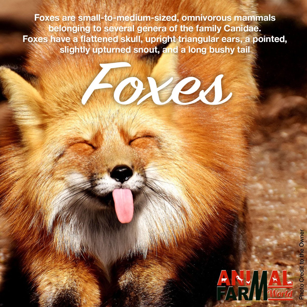 animalfarmworld's tweet photo. Foxes are small-to-medium-sized, omnivorous mammals belonging to several genera of the family Canidae. #animallover #animalfarm #animals #foxesdog #foxes #love #animalfarmworld #bestfriends #cat #goat #friends #pigs #cow #chicken #iloveanimals #happiness #love https://t.co/J2rbQkNnXC