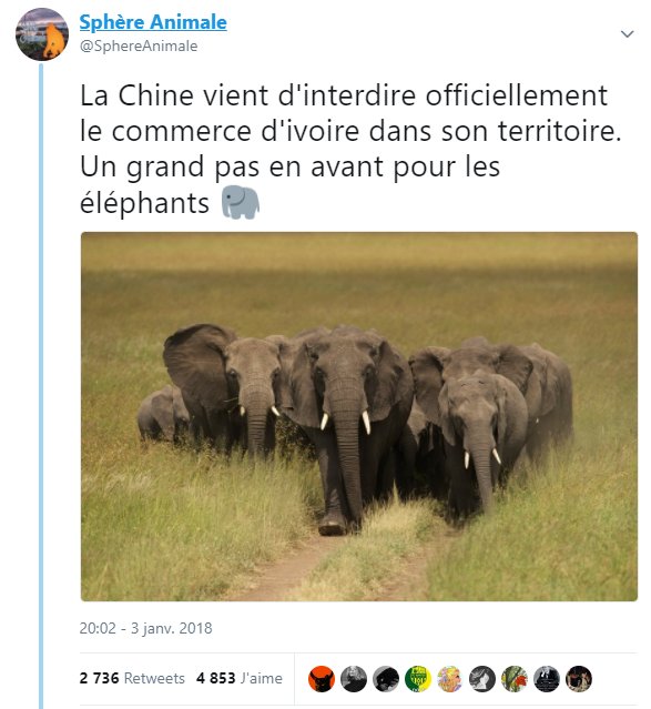 _Naeray's tweet photo. 2018 restera une année historique pour les éléphants.
Tout n'est pas perdu. Il est encore temps d'agir. 🐘 https://t.co/XYaQ1sMNkm