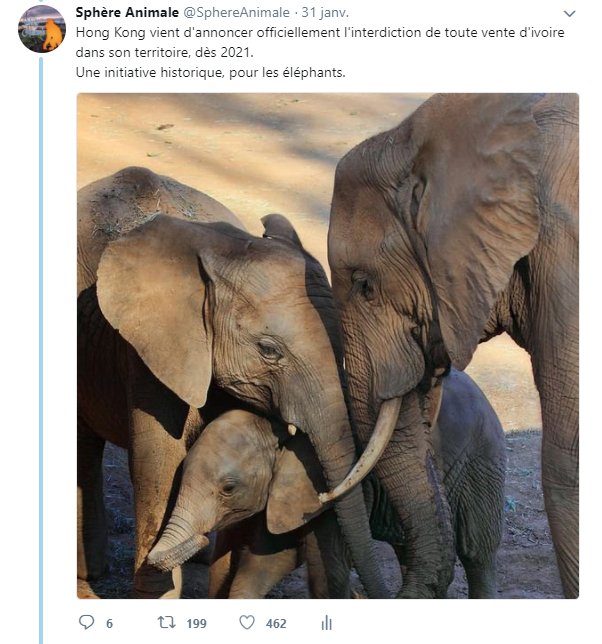 _Naeray's tweet photo. 2018 restera une année historique pour les éléphants.
Tout n'est pas perdu. Il est encore temps d'agir. 🐘 https://t.co/XYaQ1sMNkm