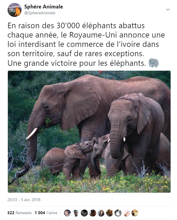 _Naeray's tweet photo. 2018 restera une année historique pour les éléphants.
Tout n'est pas perdu. Il est encore temps d'agir. 🐘 https://t.co/XYaQ1sMNkm