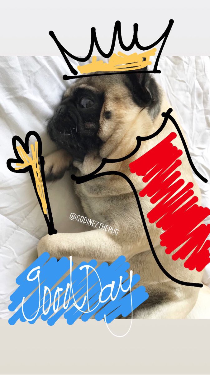 GodinezThePug's tweet photo. Jejejeje https://t.co/ppBJsJNCBG