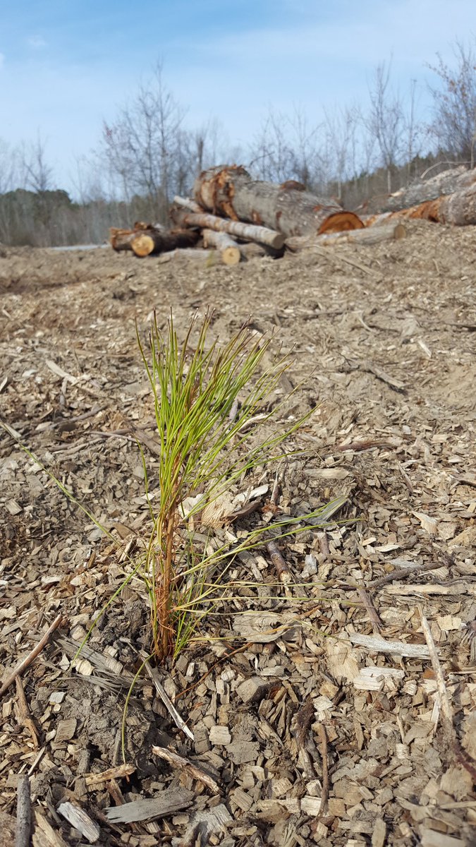 adamcolette16's tweet photo. The clearcut site documented tonight in #dispatches has been converted from a hardwood forest into a monoculture pine plantation. Terrible. This is not sustainable or good for the #climate #biomass https://t.co/JsO52DVgCW