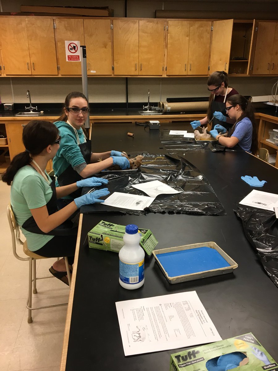 cbussing1's tweet photo. Learning about human systems with the fetal pig. These students were awesome #bioisfun #coroschool https://t.co/pObrgWcvMZ