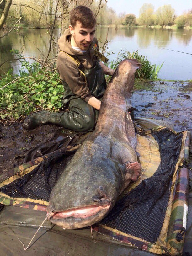 Assofishing's tweet photo. 96lb Catfish for Daniel Using 16lb Asso Mainline Master! Brilliant fish, Well done!! #assofishinglines #carpfishinguk https://t.co/Om3IcbeM63