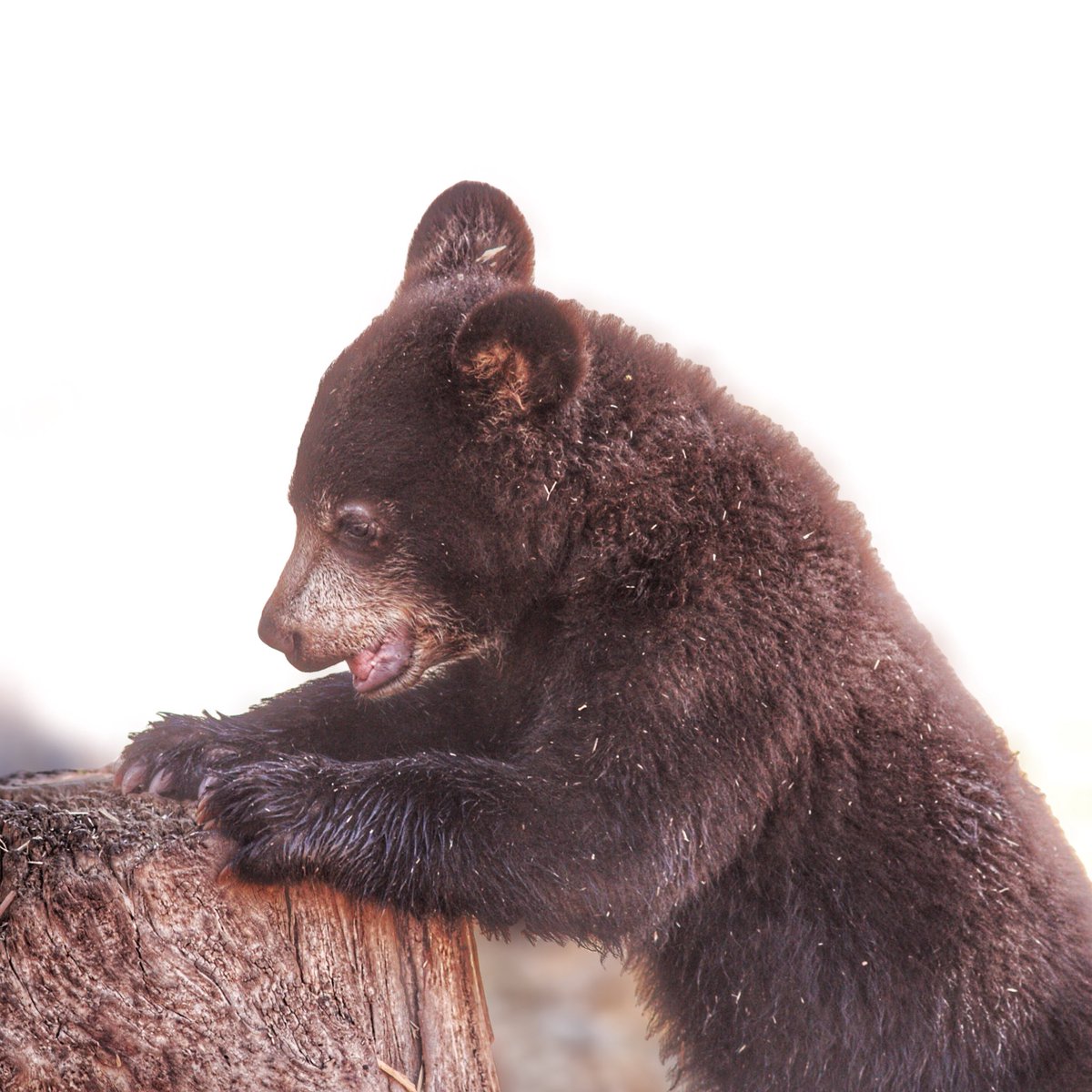 exploring_wild's tweet photo. Gotta love Yellowstone. Such an amazing place. Simply can’t get enough. #YellowstoneNationalPark #BlackBear #ExploringWild #Nature #Wildlife #NaturalWorld https://t.co/expsBySBrg