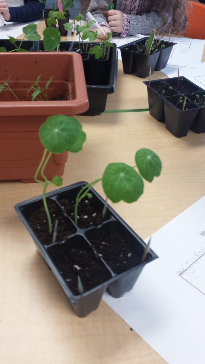 KatieHara2's tweet photo. It's been less than 2 weeks and our seeds have sprouted and are now seedlings. They are growing so quickly (even though there's a snowstorm outside). #HASLearns @sncdsb Lots of changes to observer every day! https://t.co/5fmoBNj8ES