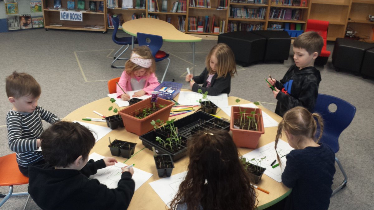 KatieHara2's tweet photo. It's been less than 2 weeks and our seeds have sprouted and are now seedlings. They are growing so quickly (even though there's a snowstorm outside). #HASLearns @sncdsb Lots of changes to observer every day! https://t.co/5fmoBNj8ES