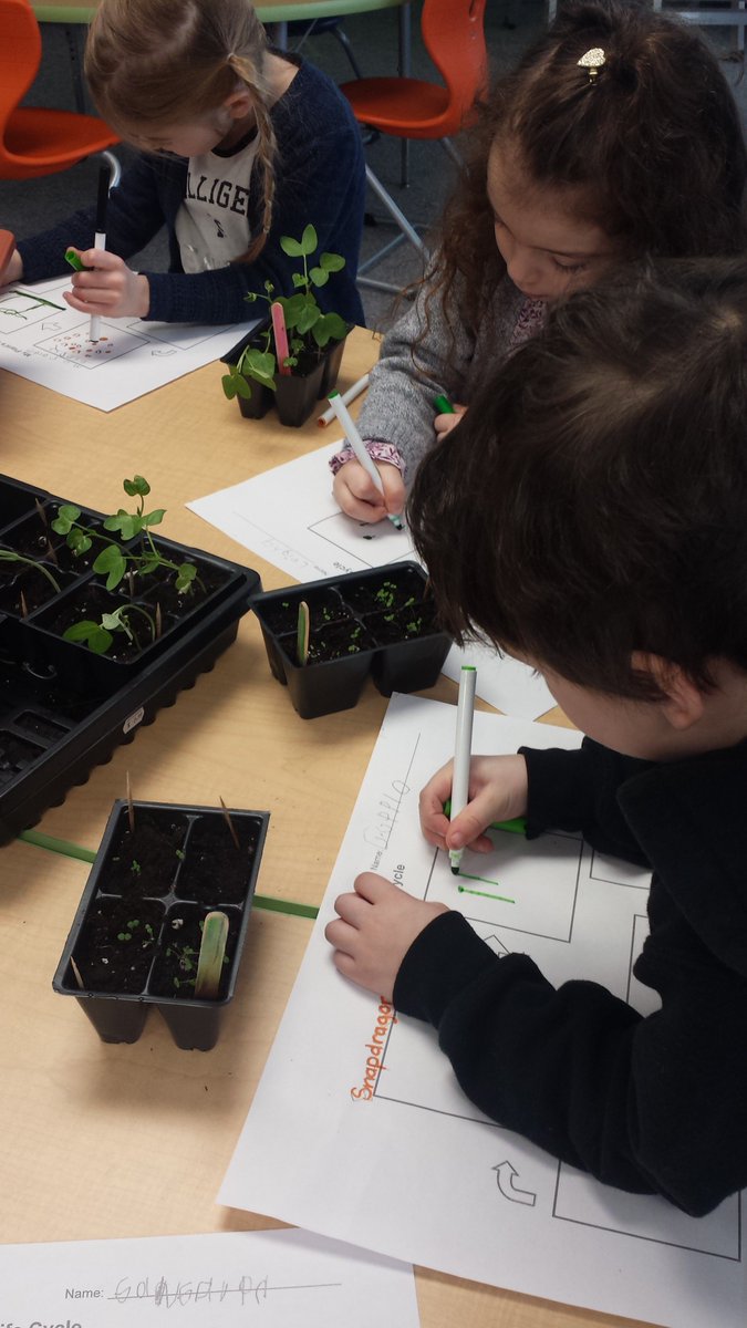 KatieHara2's tweet photo. It's been less than 2 weeks and our seeds have sprouted and are now seedlings. They are growing so quickly (even though there's a snowstorm outside). #HASLearns @sncdsb Lots of changes to observer every day! https://t.co/5fmoBNj8ES