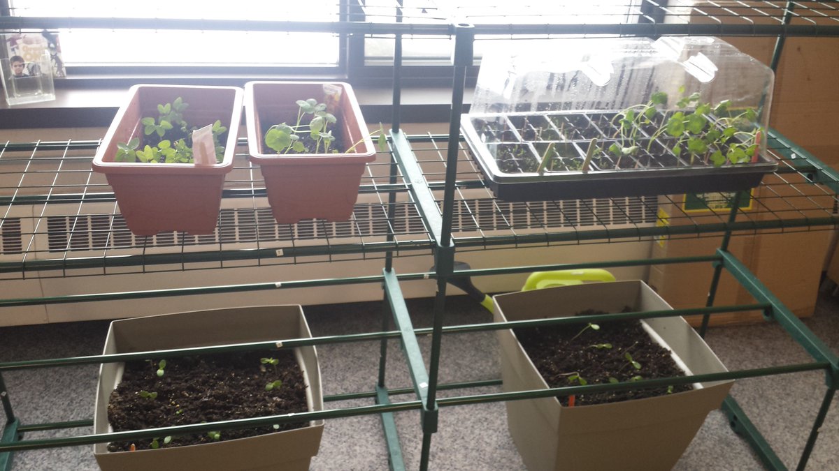 KatieHara2's tweet photo. It's been less than 2 weeks and our seeds have sprouted and are now seedlings. They are growing so quickly (even though there's a snowstorm outside). #HASLearns @sncdsb Lots of changes to observer every day! https://t.co/5fmoBNj8ES