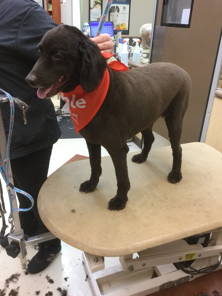 #Extrememakeover done by Katie #cny #1580 #Northeastgrooming