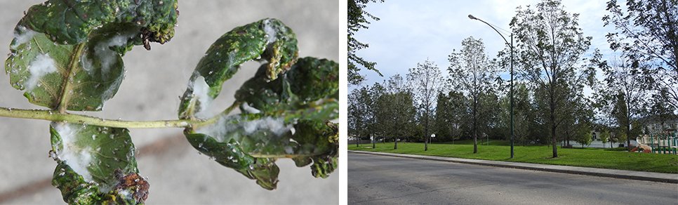 Local Parks Also Seeing Tree Loss dlvr.it/QPlJpn https://t.co/8mKogqNSwv