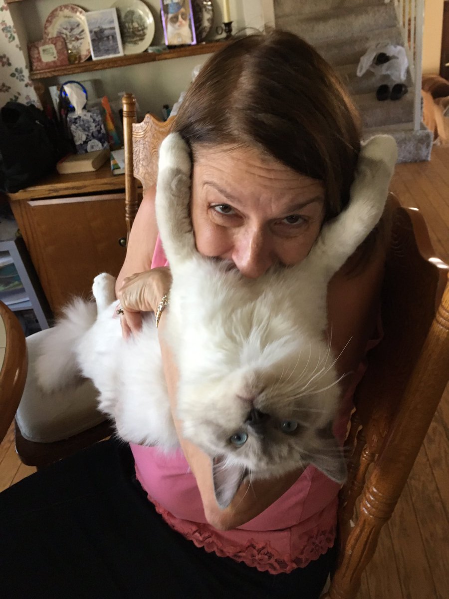 Paws_Fur_Effect's tweet photo. The latest in fashion: cat beards! 😂

#Ragdoll #MondayMotivation #MondayBlues #CatsOfTwitter #ragdollsasha #cats #simonscat https://t.co/RXYs5NFY5l