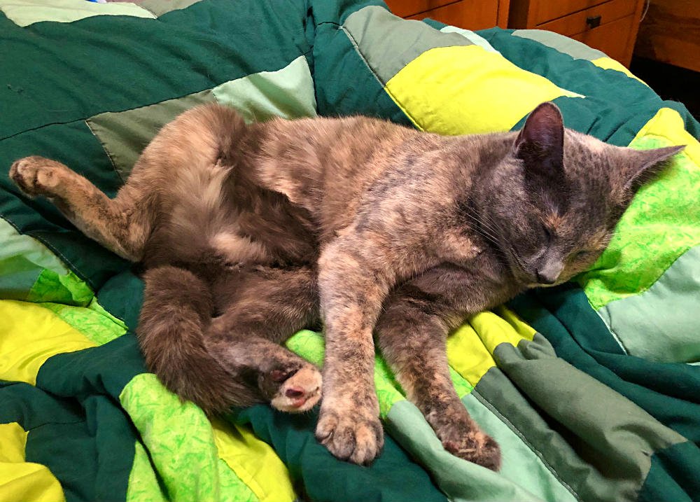 ZenByCat's tweet photo. Cats and Music make Mondays not so bad:)
https://t.co/NiUce6X6mo
Check out our growing list of Corporate FIP Warriors and their cool products
https://t.co/DMmwqu5IpT
#AnimalCribs
#SmokeyFIPWarrior #FIPSurvivor #TheCatBall #FIPFighters #猫伝染性腹膜炎 #HouseOfNekko #endFIP https://t.co/SqBzTZ646S