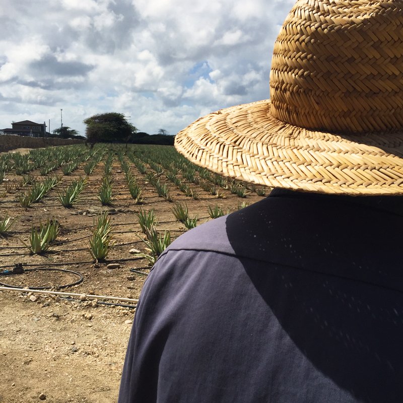 arubaaloe's tweet photo. Ahhn starting a new week with some sun and Aloe. Want more can you ask for?
#happymonday #aloeyourselftobehappy #arubaaloe #freshaloe https://t.co/oZ6yl6jHl7