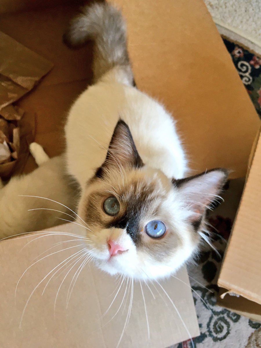 Paws_Fur_Effect's tweet photo. Good morning from Emma! 😍

#Ragdoll #GoodMorningWorld #ragdollemma #catinthebox https://t.co/DAc7UYA6pI
