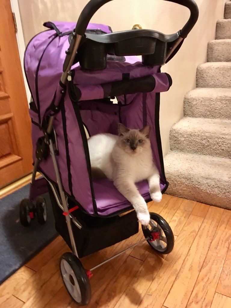 Paws_Fur_Effect's tweet photo. Sasha models one of our best ever Amazon purchases--a cat stroller! 

#Ragdoll #ragdollsasha #catwalk #simonscat #CatsOfTwitter https://t.co/mAupSzkdHB