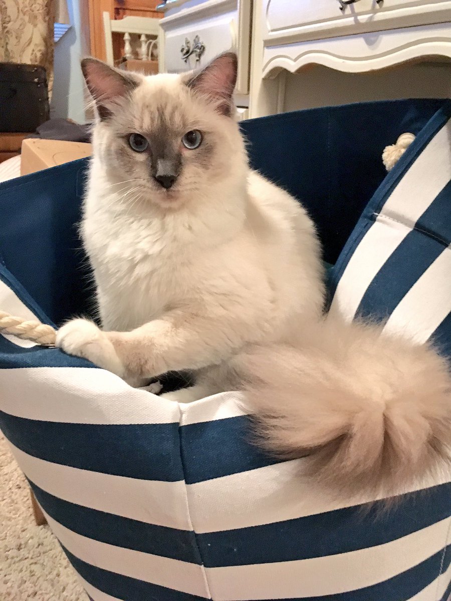 Paws_Fur_Effect's tweet photo. That moment when you realize you're sitting in dirty laundry.... 😂

#Ragdoll #ragdollsasha #laundry #simonscat #CatsOfTwitter #thedodo https://t.co/vCJF091OVn