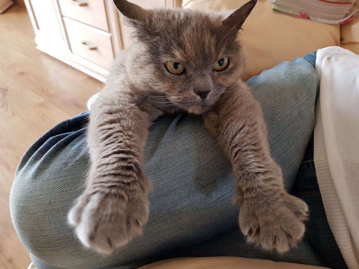 NiceBoyKimo's tweet photo. @cyndrobson @chrisdlabat @Fabifabiolas My cat Lilo, sprawled out 💮💘

#cute #cats https://t.co/l8DUxvKyNx