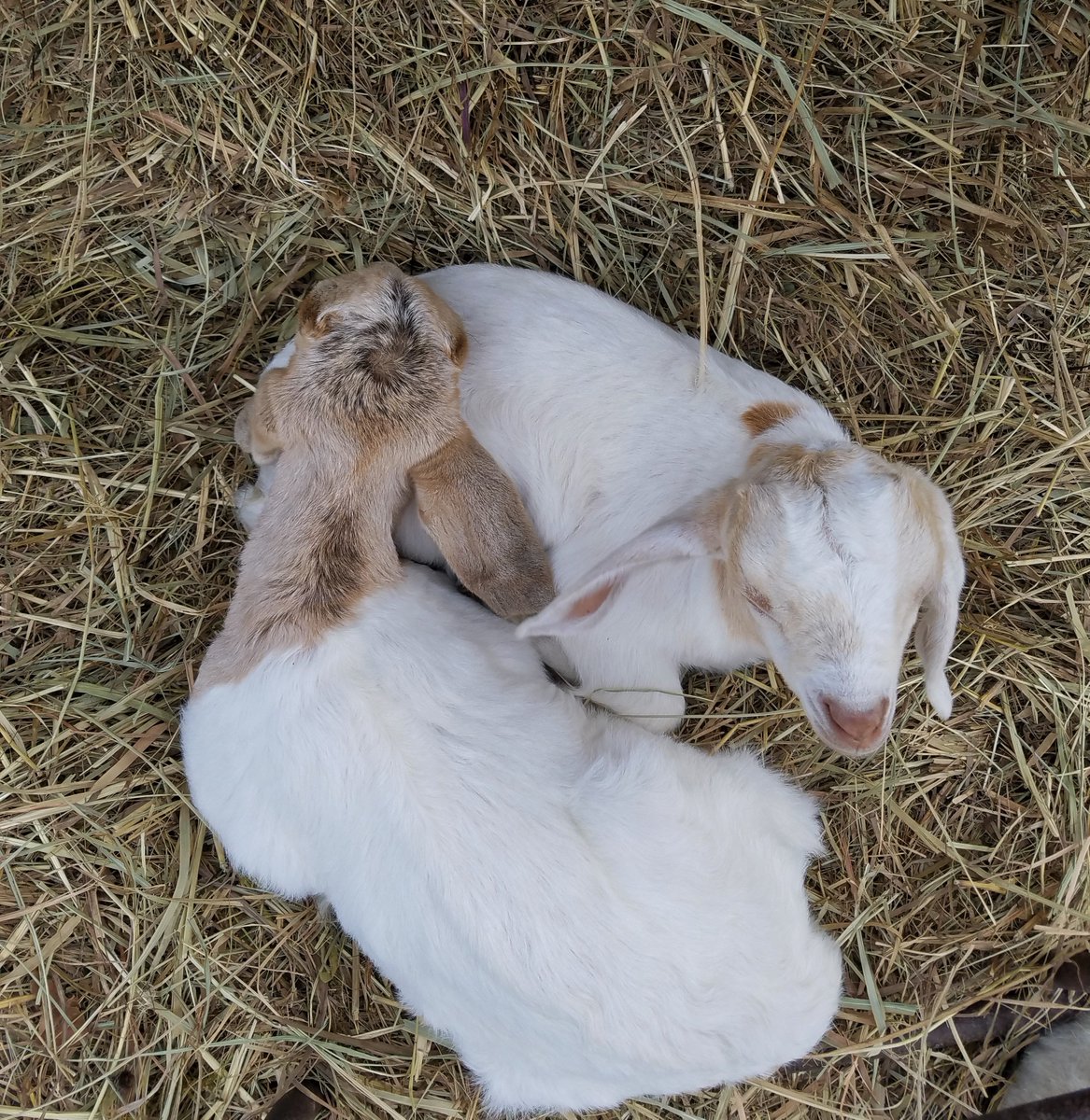 JCPSBlackacre's tweet photo. Happenings at Blackacre. Warmer weather brought the snakes out of hibernation although I think they went back in today, newborn kids stay warm together and calf takes first steps 15 min after being born. All goats happy with pedicures. @Blackacre1844 https://t.co/fJtCF4VSsl