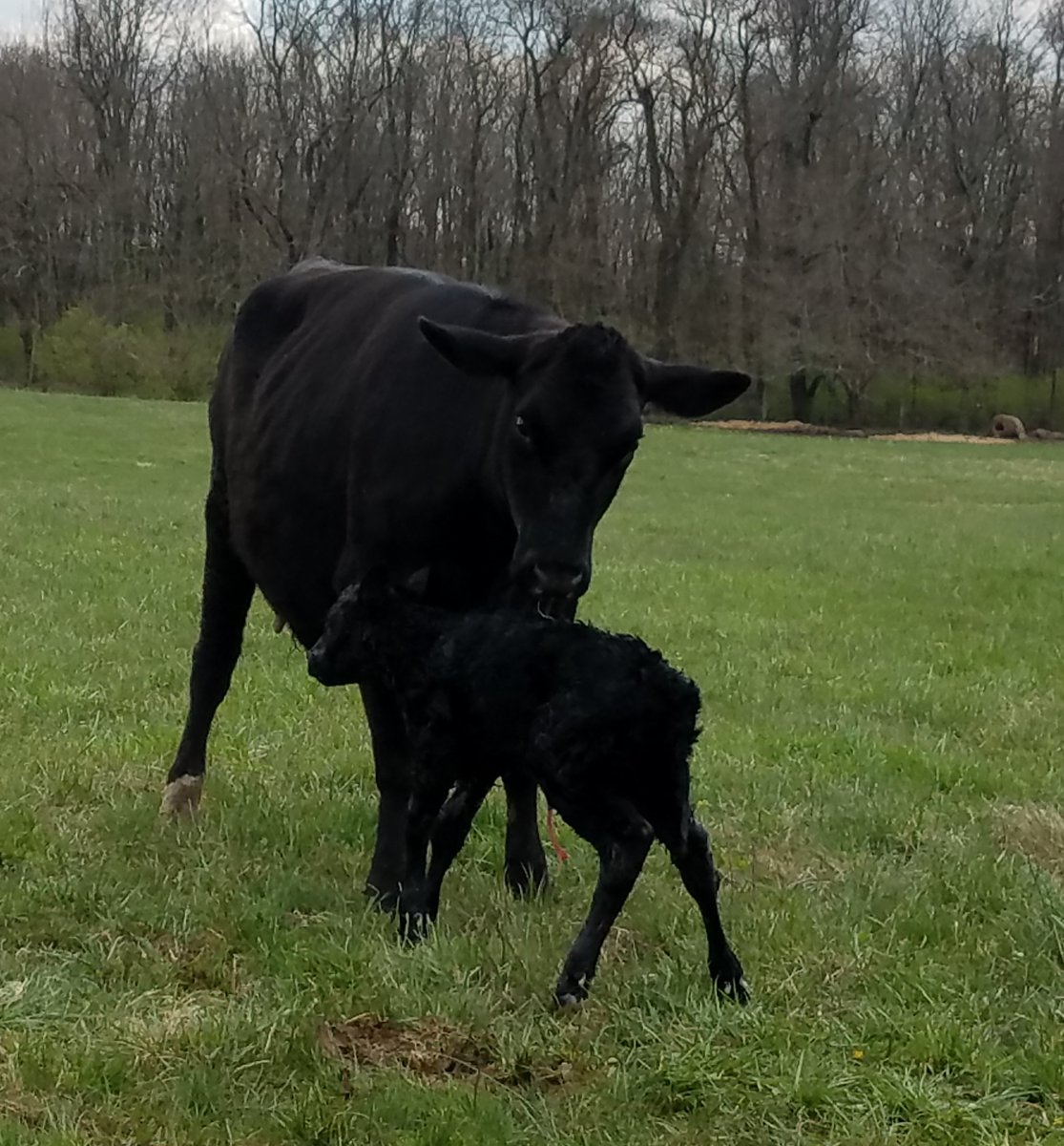 JCPSBlackacre's tweet photo. Happenings at Blackacre. Warmer weather brought the snakes out of hibernation although I think they went back in today, newborn kids stay warm together and calf takes first steps 15 min after being born. All goats happy with pedicures. @Blackacre1844 https://t.co/fJtCF4VSsl