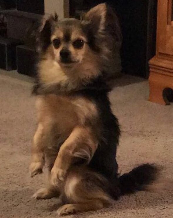 blairbollinger's tweet photo. ‼️Missing Dog‼️
Simon has been missing since last night from the Northridge subdivision area! 
Please let us know if you've seen him!
📌He is a long haired Chihuahua(tan and black) 
📌Huron Way area https://t.co/6OpFDtlzqM