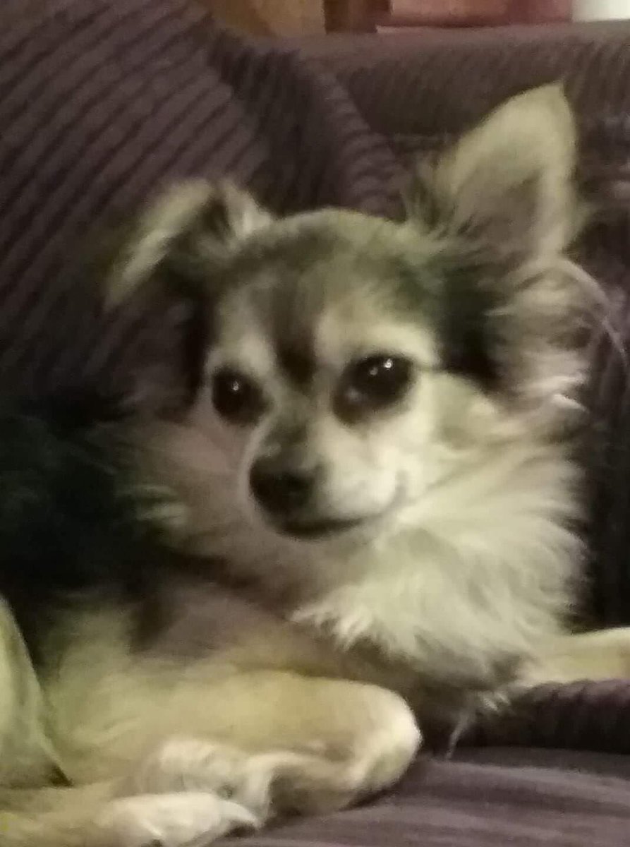 blairbollinger's tweet photo. ‼️Missing Dog‼️
Simon has been missing since last night from the Northridge subdivision area! 
Please let us know if you've seen him!
📌He is a long haired Chihuahua(tan and black) 
📌Huron Way area https://t.co/6OpFDtlzqM
