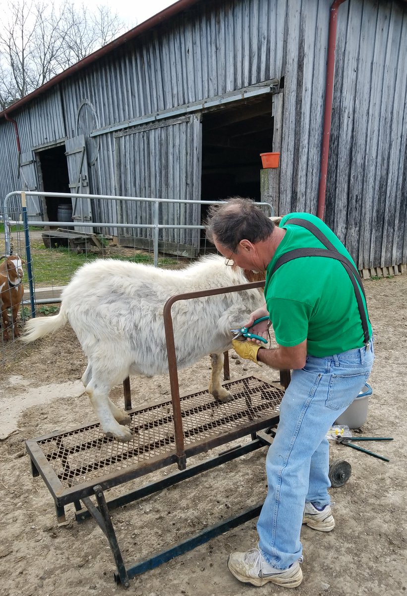 JCPSBlackacre's tweet photo. Happenings at Blackacre. Warmer weather brought the snakes out of hibernation although I think they went back in today, newborn kids stay warm together and calf takes first steps 15 min after being born. All goats happy with pedicures. @Blackacre1844 https://t.co/fJtCF4VSsl