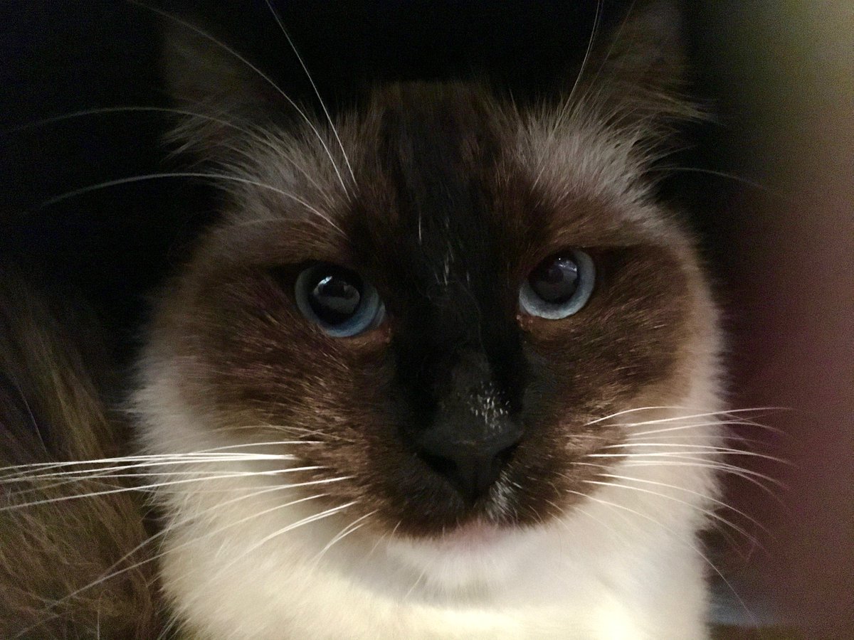 Paws_Fur_Effect's tweet photo. You found my hideout. Great. 😑

#Ragdoll #ragdollchanel #chanelnumberfive #CatsOfTwitter https://t.co/qdYDPjQpO1