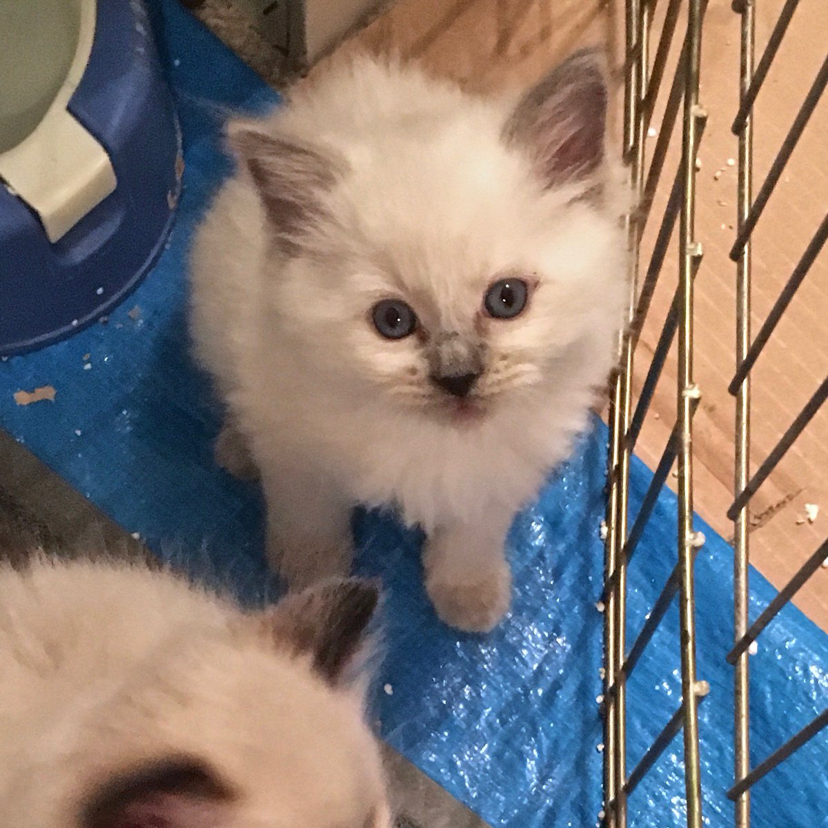 Paws_Fur_Effect's tweet photo. Sophie and Sasha's last litter! 

#cutenessOVERLOAD #kittens #Ragdoll #ragdollkittens #ragdollsophie #ragdollsasha #Retired #motherhood #MothersDay https://t.co/YVEGc3D6ZY