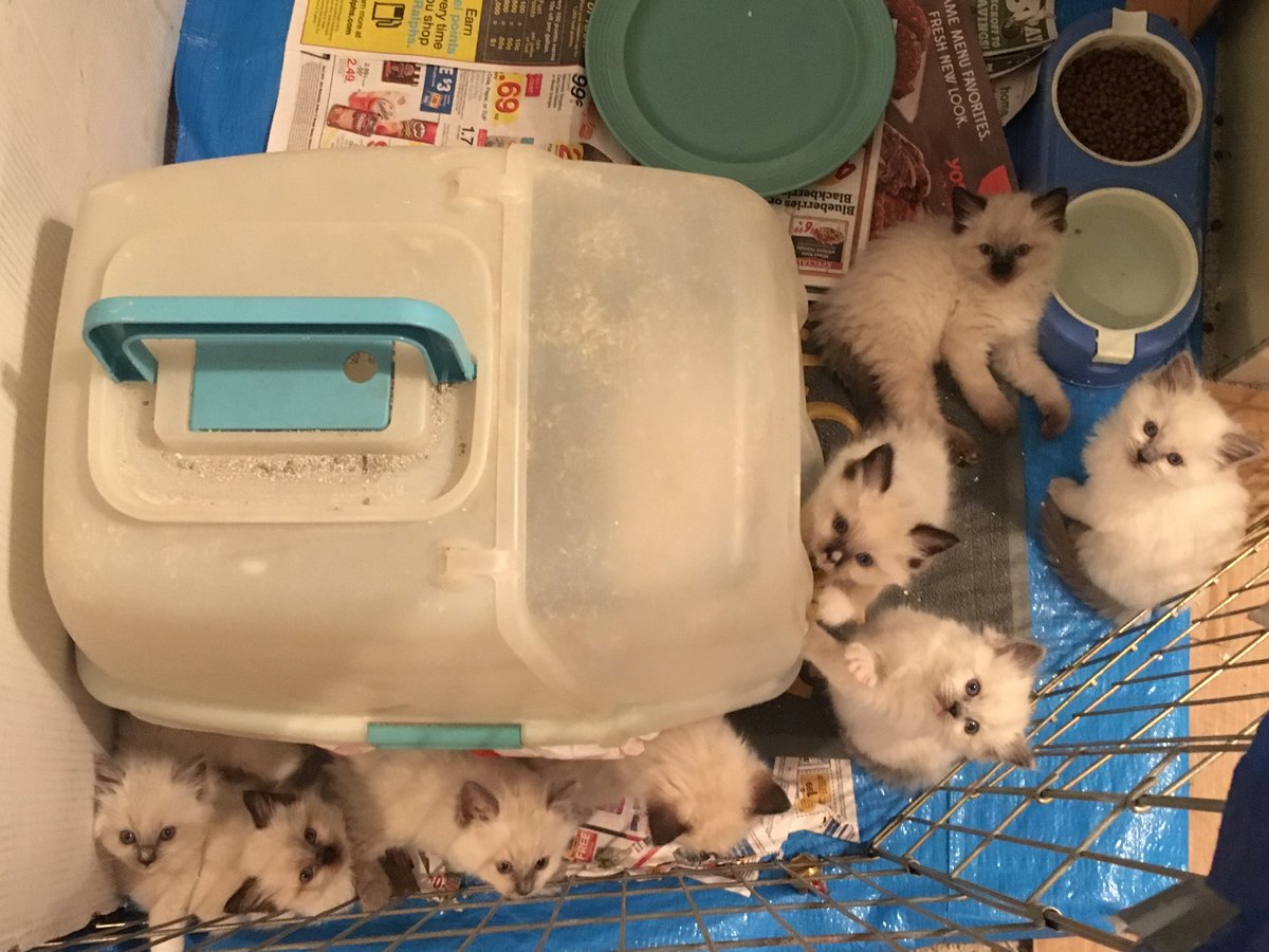 Paws_Fur_Effect's tweet photo. Sophie and Sasha's last litter! 

#cutenessOVERLOAD #kittens #Ragdoll #ragdollkittens #ragdollsophie #ragdollsasha #Retired #motherhood #MothersDay https://t.co/YVEGc3D6ZY