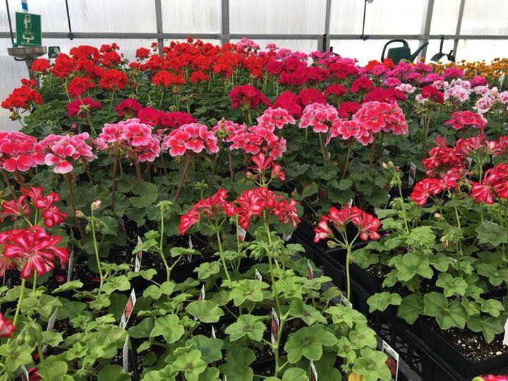 HendersonSchool's tweet photo. Henderson County Agriculture Department Greenhouse Sale Open Monday- Friday 8:30 am – 3:00 pm Saturdays: April 14th, 21st, 28th, May 5th 9:00 am – 2:00 pm * Closed April 18th, April 25th, April 26th  *All quantities are limited @HCHSColonels https://t.co/KNhECdvXys