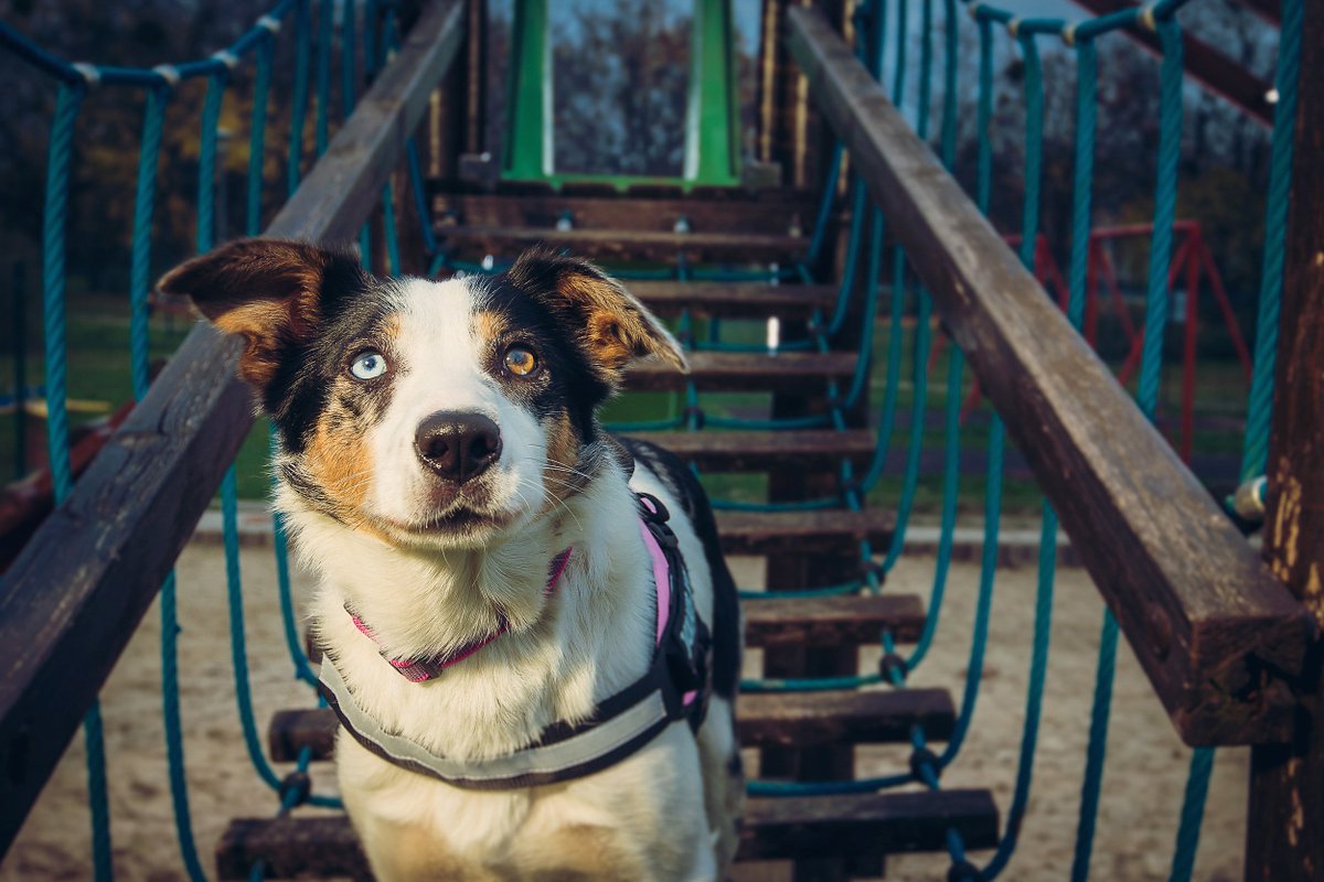 Julius-K9® tweet media