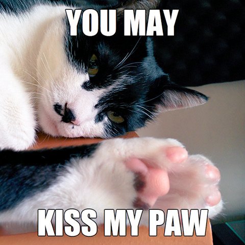 soombas_'s tweet photo. Wow, I'm so flattered.

#paw #kiss #yourhighness #peasant #cat #memes #catmeme #cats #catstagram https://t.co/bR01Oa2ECN