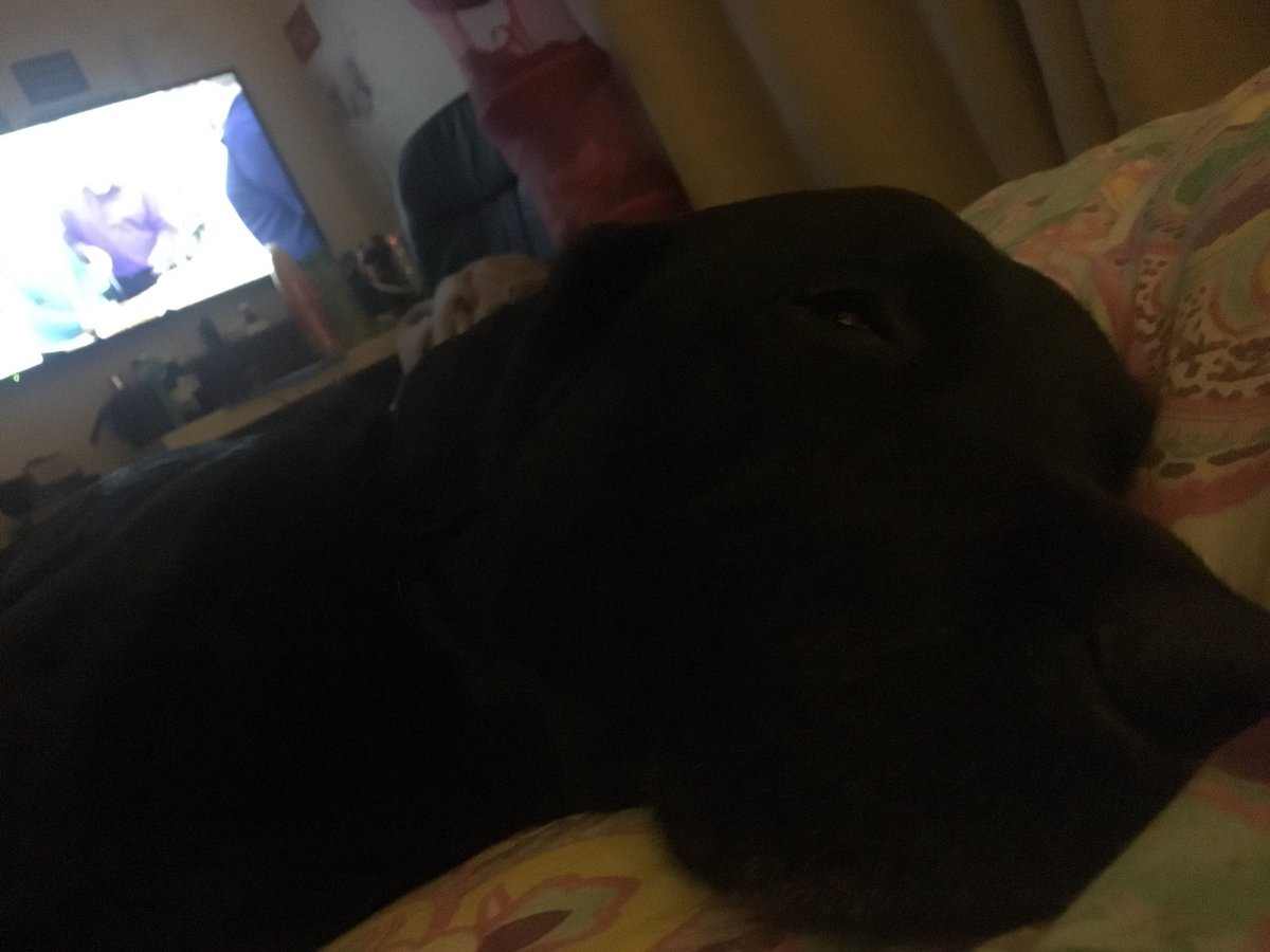 PoochPackageUK's tweet photo. Itโs a tough life isnโt it? ๐ #labraloot #Labrador #subscriptionbox #subscriptionboxesfordogs #subscriptionboxesforlabradors #doglovers #dogsarefamily #dogmom #SmallBiz #rt https://t.co/bQmCKSIvoW
