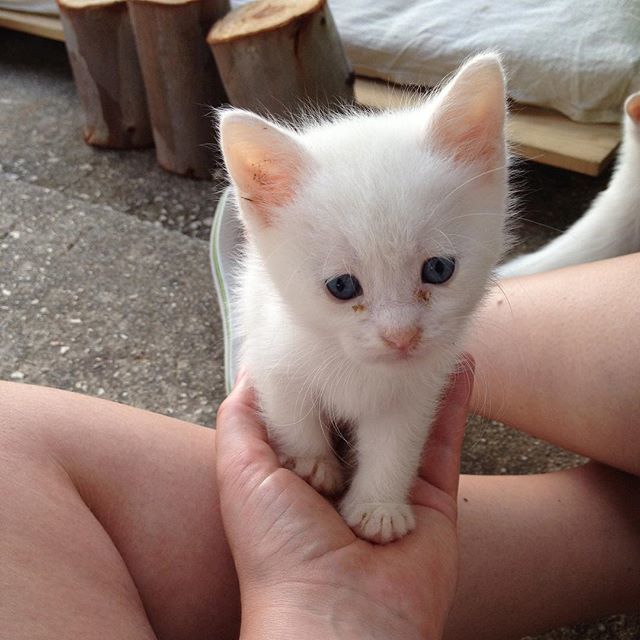 Paris__cats's tweet photo. This little munchkin turned 5 years old today. I can’t believe how time is flying and our little big man is already 5 years old!!! I remember the very first time I laid my eyes on you and I remember thinking that no matter what happens I couldn’t leave you be a stray Greek k… https://t.co/DxmHEYqiDS
