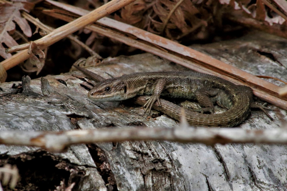 EppingForestPic's tweet photo. Common Lizard basking in the late afternoon sunshine.
#EppingForest https://t.co/JqWNcZ02R1